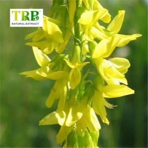 Melilotus Extract/Sweet Clover Extract