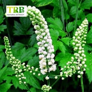 Black Cohosh Extract 2.5% Triterpenes