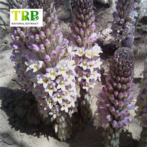 Cistanche Tubulosa Powder Featured Image