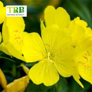 5% G-Linoleic Acid Evening Primrose Flower Extract, Evening Primrose Oil Extract