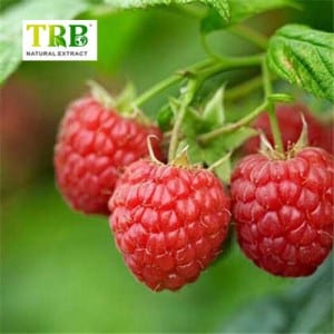 Raspberry Extract