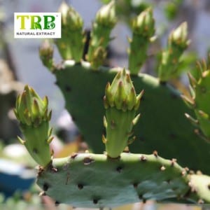 HOODIA Cactus Extract /Cholla Stem Extract