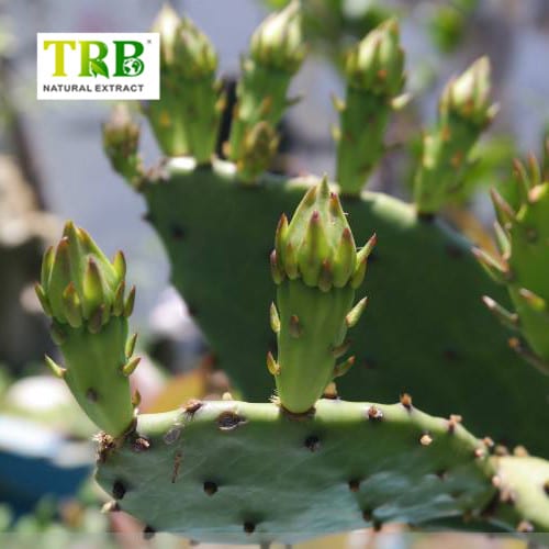 China New Product Konjac Glucomannan Powder - China Cheap price Purity Natura Lplant Hoodia Cactus Extract Powder – Tong Rui Bio