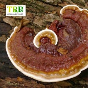 Reishi Shitake Dried Muchroom Maitake Mushroom Extract