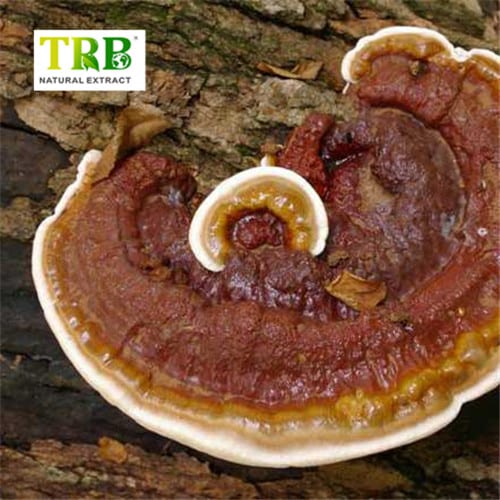 Discount wholesale Cordyceps (Sinensis) Extracts - Reishi Mushroom Extract – Tong Rui Bio detail pictures
