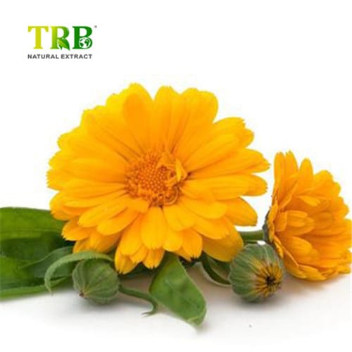 Marigold Extract Featured Image