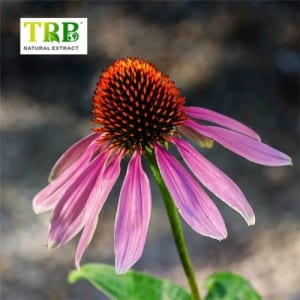 Echinacea சாரம்