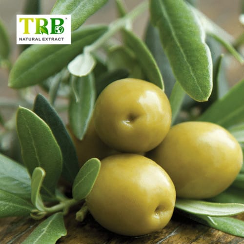 Factory Price For Apple Extract Polyphenols - Olive Leaf Extract – Tong Rui Bio