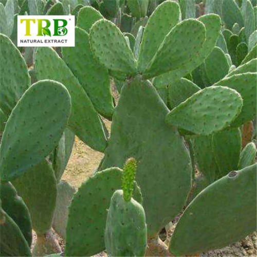 China New Product Konjac Glucomannan Powder - China Cheap price Purity Natura Lplant Hoodia Cactus Extract Powder – Tong Rui Bio