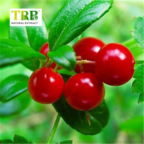 Bearberry Leaf Extract Featured Image