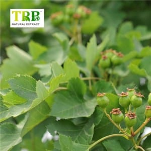 Hawthorn Leaf Extract