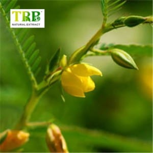 Short Lead Time for Nuciferine Effects - Cassia Nomame Extract – Tong Rui Bio