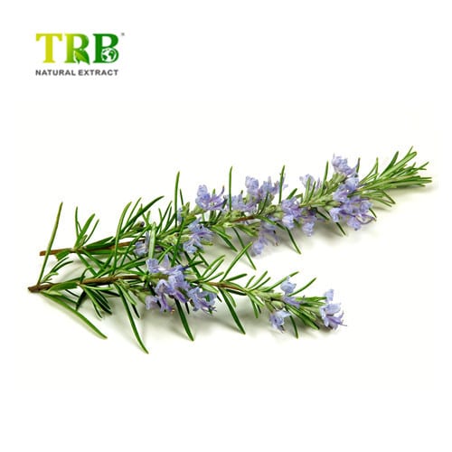 Rosemary Extract Featured Image