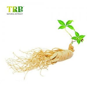 Panax Ginseng Leaf extract