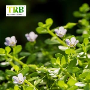 China Gold Supplier for Oyster Extract Gnc - Bacopa Monnieri Extract – Tong Rui Bio