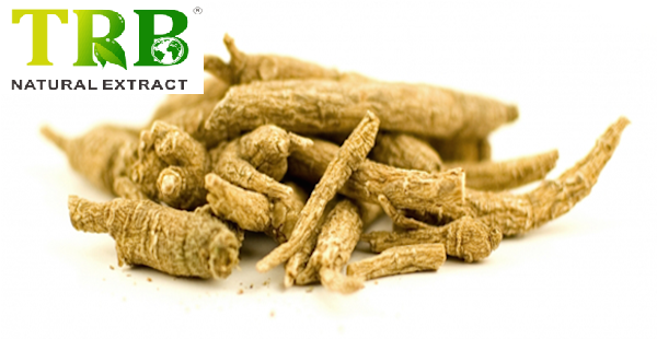 Siberian Ginseng Extract 0.8% Eleutherosides Featured Image