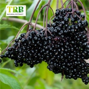 ការដកស្រង់ Sambucus Williamsii/ការដកស្រង់ Elderberry