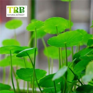 Centella Asiatica Extract /Gotu Kola Extract