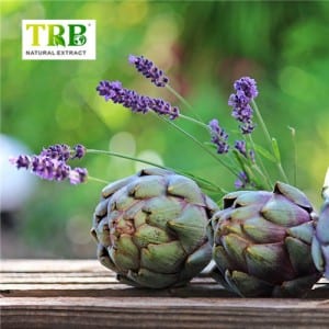 Artichoke Extract/ Cynarin for Liver Protection