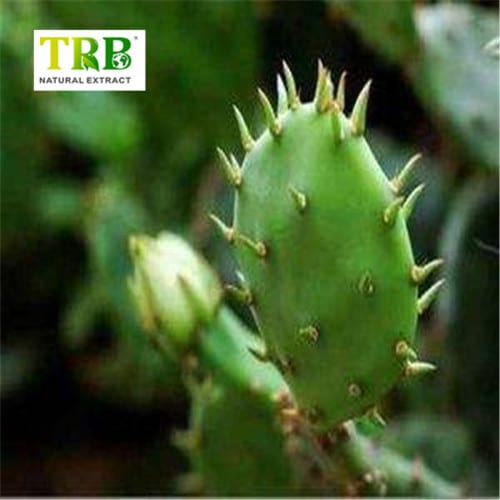 Hoodia Cactus Extract Powder Featured Image