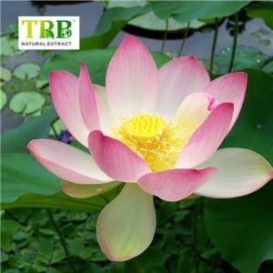 Lotus Leaf Extract 98% Nuciferine