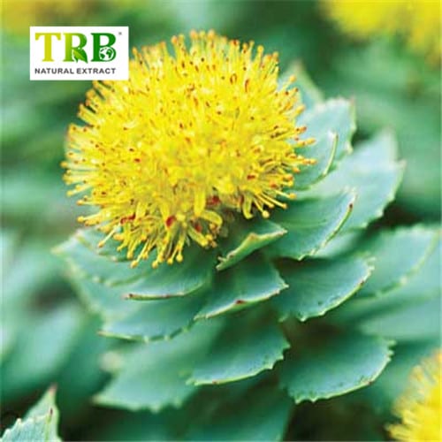 Rhodiola Rosea Extract Powder Featured Image