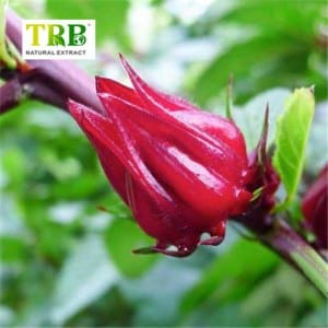 Roselle Pura