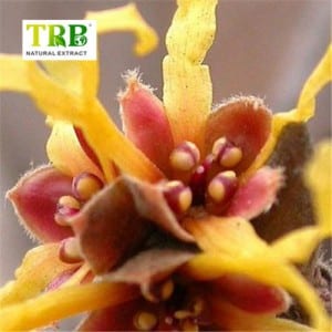 Witch Hazel Extract 10% ~20% Tannins