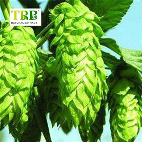 Hops Flower Extract Featured Image