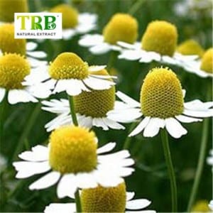 Chamomile Extract