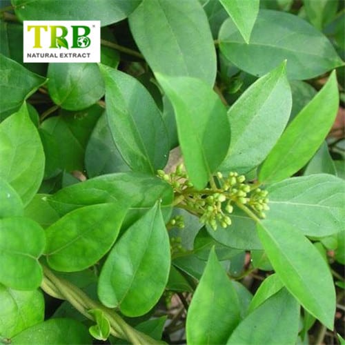 Gymnema Sylvestre Extract Featured Image