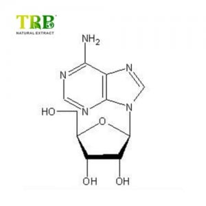 New Delivery for Green Tea Extract 90 Polyphenols - Adenosine – Tong Rui Bio