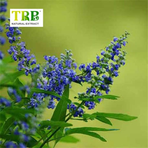 Chasteberry Extract Featured Image