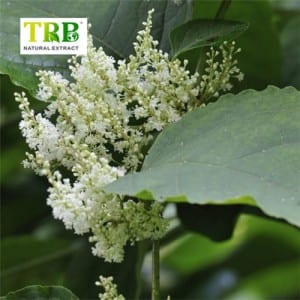 Giant Knotweed Απόσπασμα