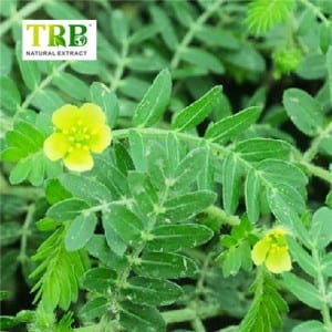 Tribulus Terrestris Extract