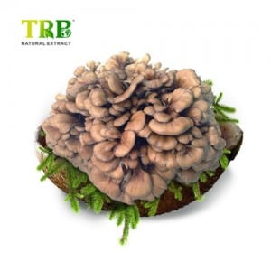 Maitake печурки Екстракт / екстракт Grifola frondosa