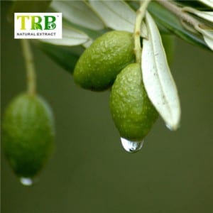 Olive Leaf Extract 40% Oleuropein Hydroxytyrosol