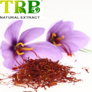 Saffron Sliocht Crocus / Crocus sativus Sliocht