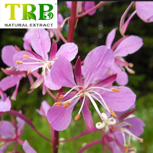 Epilobium angustifolium Ekstrakt / Epilobium parviflorum ekstrakt