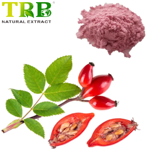 Rose Hip Extract Featured Image