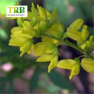 Melilotus Extract / Sweet Clover Extract