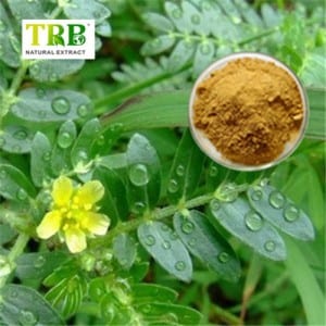 Tribulus terrestris Extract