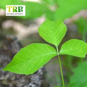 IVY Leaf Extract Powder