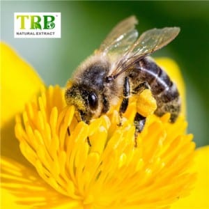 Včelí pyl