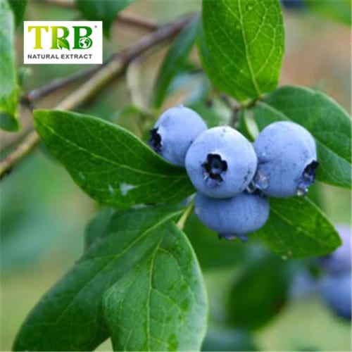 Cheap price Baicalin Powder -  Bilberry Extract 10%~25% Anthocyanidins  – Tong Rui Bio