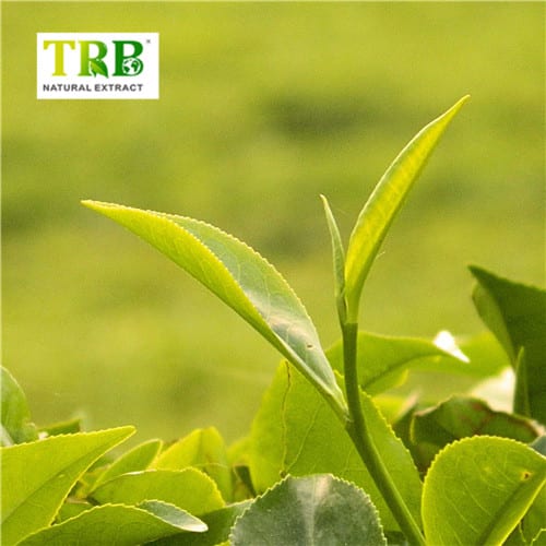 Green Tea Extract Powder Featured Image