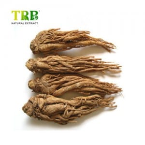 Angelica Root Extract Ligustilide 1%-5%