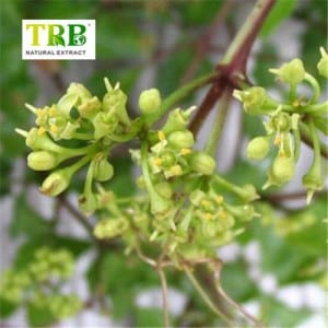 Hot Sale for Ginseng Extract Supplier - Cissus Quadrangularis extract/ Cissus Quadrangularis Extract / Cissus Quadrangularis Powder – Tong Rui Bio