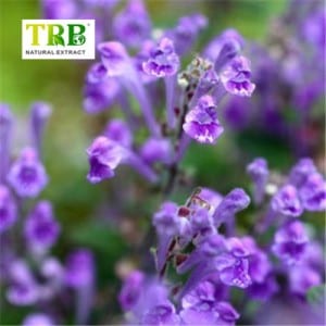Ordinary Discount Eurycoma Longifolia Extract - Baicalein – Tong Rui Bio