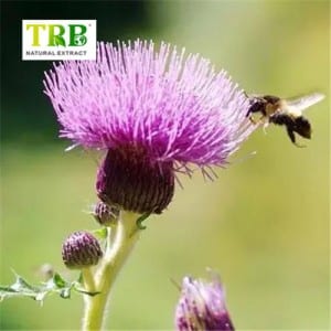 Կաթ Thistle էքստրակտ